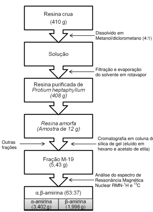 Figura 4  –  Representação esquemática da obtenção da resina purificada e da  mistura de triterpenos α,β -amirina a partir do material vegetal (resina bruta) de  Protium heptaphyllum (Aubl.) March