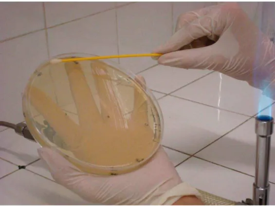 Foto 02: Semeadura das suspensões bacterianas na superfície de ágar Mueller-Hinton. 