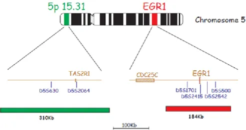 Figura  3:  Sonda  cromossomo  5  (5p15.31)/EGR1,  Cytocell  Diagnostics.  Região  alvo  5p15.31 (sinal verde) e região controle EGR1 (sinal vermelho 