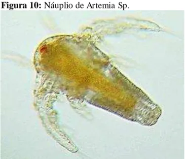 Figura 10: Náuplio de  Artemia Sp.