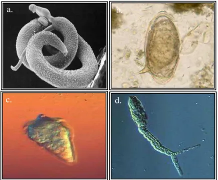 Figura 3 - Formas evolutivas do S. mansoni. ; a. casal de verme adulto; b. ovo; c. miracídio; d