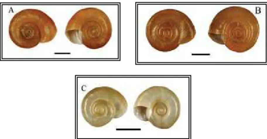 Figura  4  -  Conchas  das  espécies  de  Biomphalaria:  A)  Biomphalaria  glabrata  (Say,  1818);  B)  Biomphalaria  tenagophila (Orbigny, 1835); C) Biomphalaria straminea (Dunker, 1848)