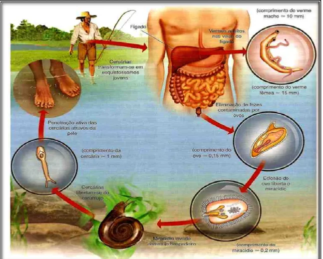 Figura 5 - Ciclo de vida Schistosoma mansoni.  