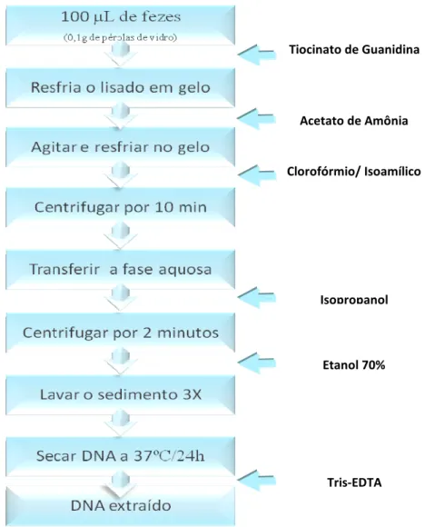 Figura 12 – Técnica de extração de DNA seguindo protocolo de Santos et al.,2007   