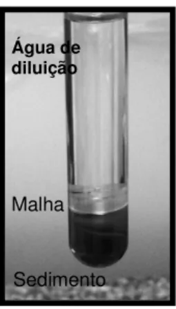 Figura 10 -  Teste  de  toxicidade  na  interface  sedimento/água  com  embriões  de  ouriço  do  mar  Lytechinus variegatus (Cesar, 2003)
