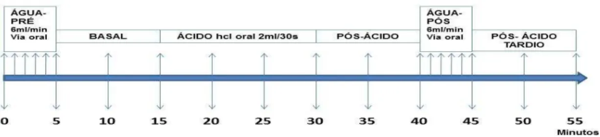Figura 8 - Delineamento do Protocolo do Ácido Clorídrico 