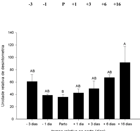 Figura 8 – Expressão da glutamina sintetase (GS)  no  músculo esquelético de                     camundongos  fêmeas  primíparas   dos  3 dias antes  do   parto ao                     desmame  