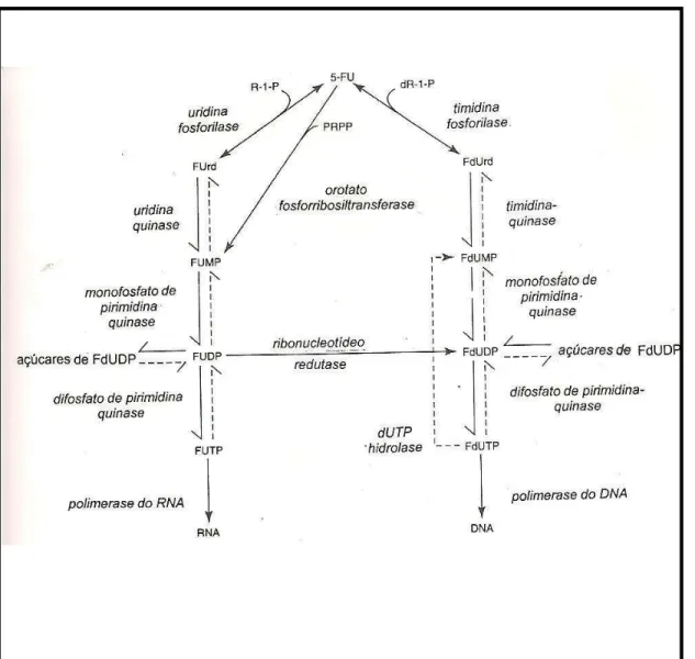 FIGURA 02 - Ativação metabólica do 5-FU (CHU &amp; DEVITA, 2001). 