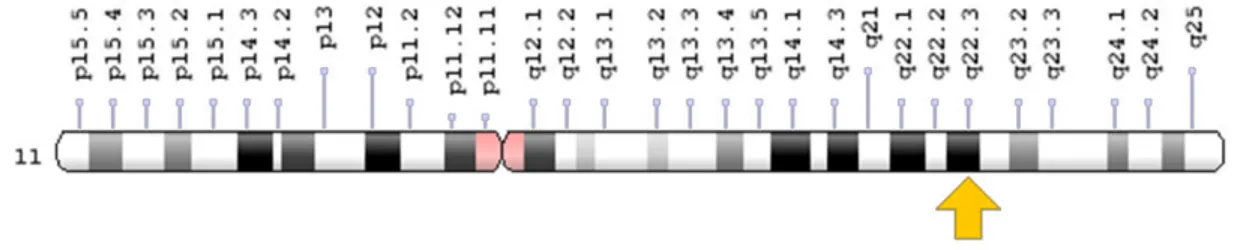 Figura 4 – Representação esquemática da localização do gene  ATM  no cromossomo 11 