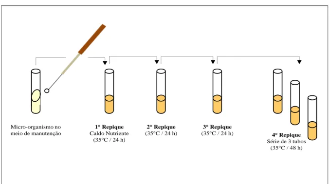 Figura 4 - Preparo do inóculo da cultura teste para o método da diluição de uso (INCQS/POP Nº 65.3210.007)