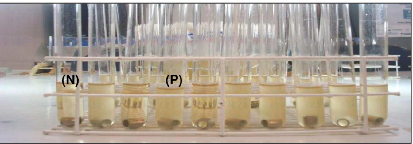 Figura 5  –  Aspecto dos tubos de ensaio evidenciando presença (P) e ausência(N) de turvação no método da diluição  de uso (INCQS/POP Nº 65.3210.007)
