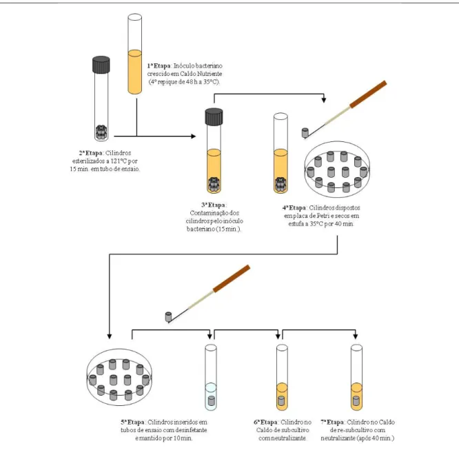 Figura 7  – Placa de Petri com cilindros de aço inoxidável contaminados e secos(a) e tubos de ensaio com cilindros  em contato com solução desinfetante (b)