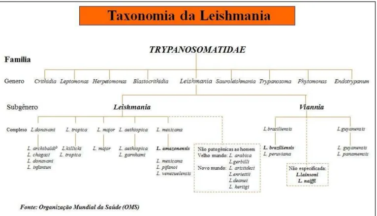 Figura 3  –  Taxonomia da Leishmania sp. 