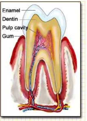 Figura 03: Desenho esquemático do dentes e suas estruturas, osso  de suporte e ligamento periodontal