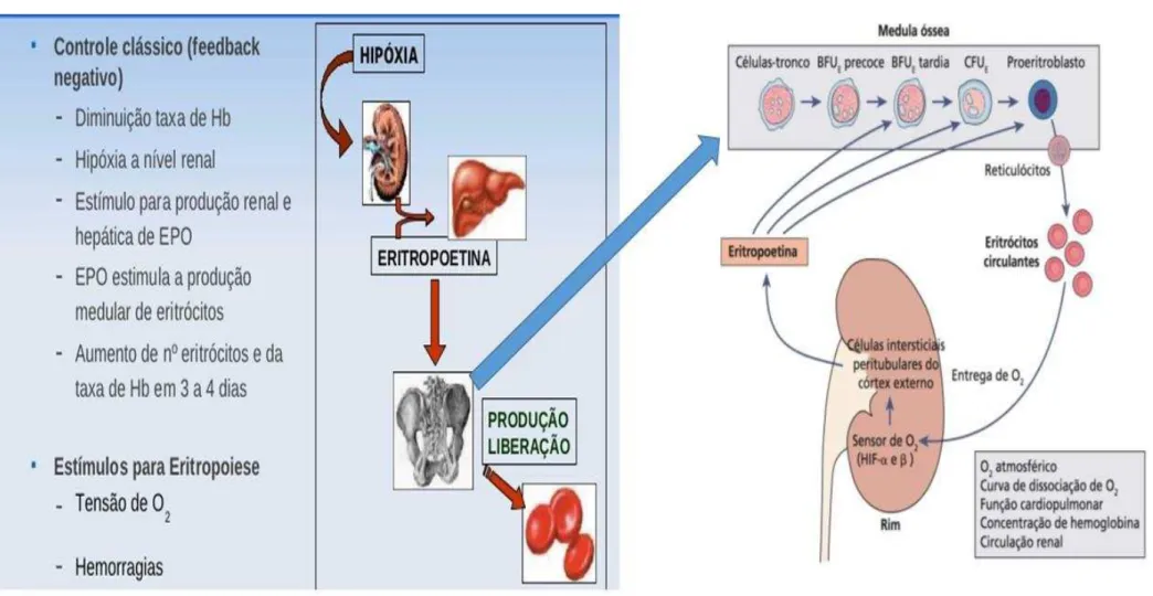 Figura 4 - Regulação da eritropoese e produção da EPO pelo rim em resposta ao seu suprimento de Oxigênio (O 2 ) 