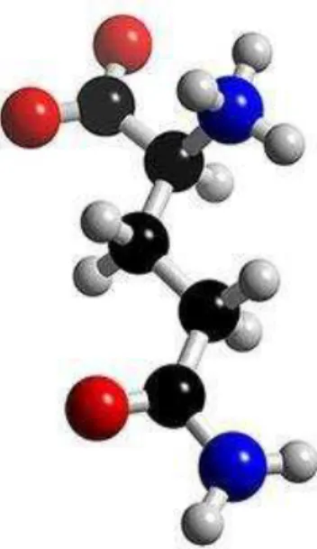 Figura 2   -   Modelo molecular da Glutamina 