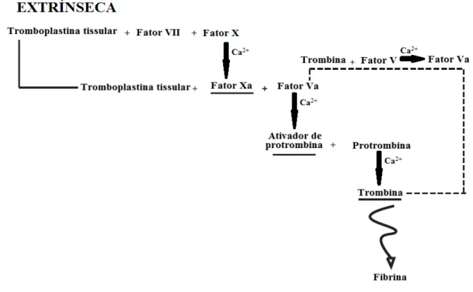 Figura 1 - Fluxograma da rota extrínseca da cascata de coagulação 