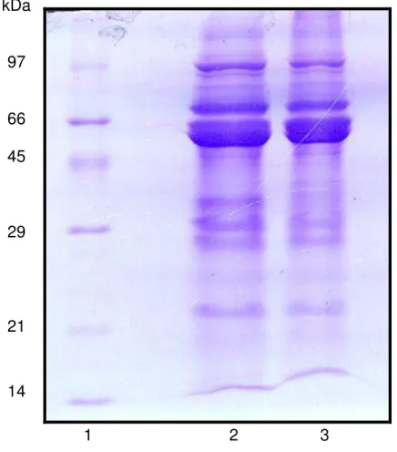 FIGURA  6.  Eletroforese  em  gel  de  poliacrilamida  na  presença  de  SDS  e   - -mercaptoetanol da farinha (80  µgP) de sementes de feijão caupi,  genótipos  BR9  Longá  e  IT81D  1053,  suscetível  e  resistente  ao  Callosobruchus