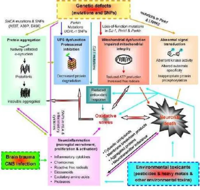 Figura 1 - Mecanismos do desenvolvimento da doença de Parkinson: Interações  Genéticas e ambientais que convergem para a degeneração neuronal 