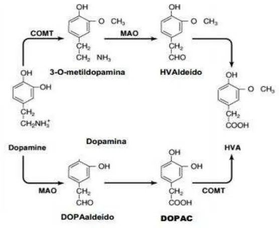 Figura 2 - Vias de degradação enzimática da dopamina em neurônios nigrais 