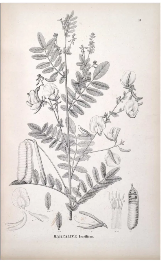 Figura 2. Litogravura de Harpalyce brasiliana Benth., extraída de Flora Brasiliensis (VON MARTIUS,  1859)