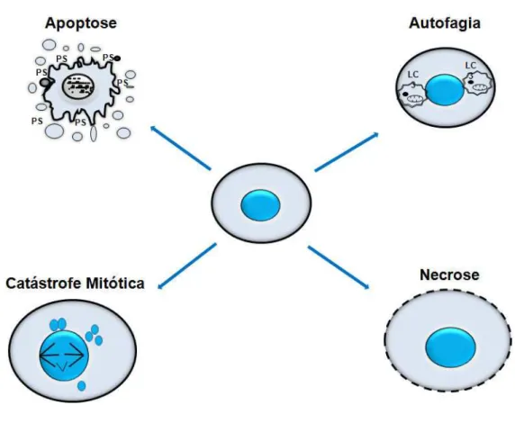 Figura 5. Características estruturais dos principais tipos de morte celular.