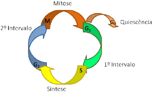 Figura 8. Esquema das fases do ciclo celular. 