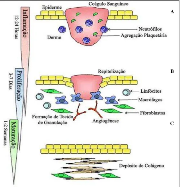 Figura 1 - Representação esquemática das fases do processo cicatricial 
