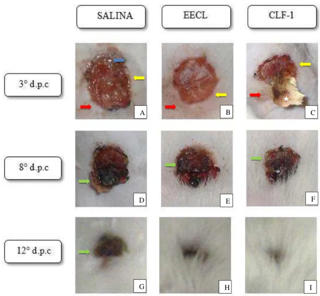 Figura 6  –  Evolução de feridas após tratamento com EECL e CLF-1 de  Combretum leprosum em lesões induzidas em camundongos