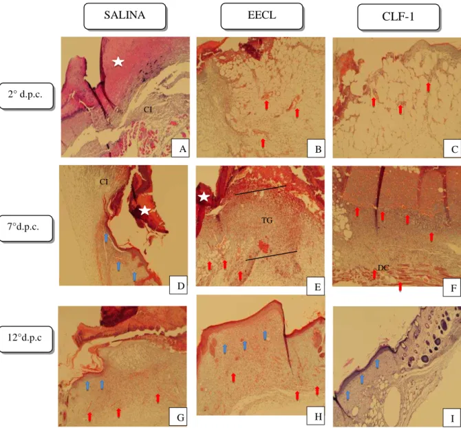 Figura  7  -    Fotomicrografias  da  pele  de  camundongos  tratados  com  EECL  e  CLF-1  de  C