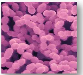 FIGURA 5  – Streptococcus mutans
