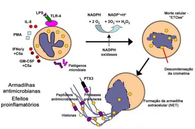 Figura  3.  Modelo  de  formação  de  NETs.  Os  neutrófilos  são  ativados  pelo  contato  com  diferentes  estímulos  patogênicos microbiais como LPS, PMA e IL-8, resultando na ativação da NADPH-oxidase e formação de EROs  (KÖCKRITZ-BLICKWEDE &amp; NIZET