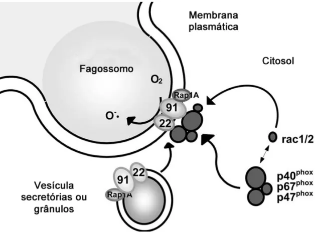 Figura 4. Ativação do fagossomo com consequente montagem do complexo NADPH oxidase. A montagem da  enzima e a formação do fagossomo são processos concomitantes