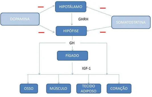 Figura  1.  Fisiologia  do  eixo  hipotálamo-hipófise  e  ação  de  GH  e  IGF-1  em  órgãos alvos