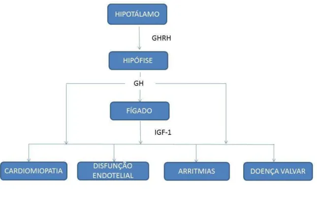 Figura 5. Envolvimento cardíaco pela secreção crônica de GH e IGF-1. 
