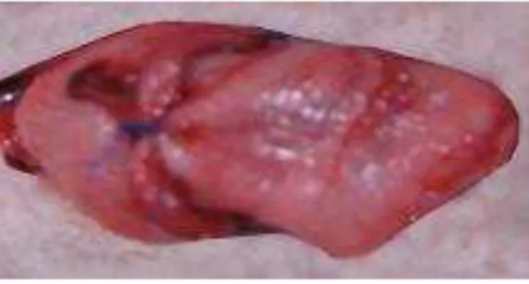 Figura 7  –  Síntese da anastomose colônica com Prolene® 3.0 com agulha gastro-intestinal em  invaginação no animal nº 22 do grupo II