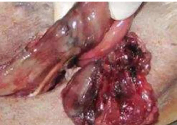Figura 12  –  Deiscência da parede abdominal associada a infecção de sítio cirúrgico com  anastomose íntegra em animal n o  32 do grupo II