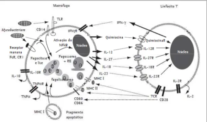 Figura  5  -  Mecanismos  envolvidos  na  ativação  de  macrófagos  e  linfócitos  T  por  micobactérias