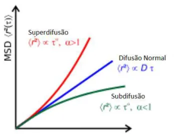 Figura 2.2: Ilustrac¸˜ao dos regimes difusivos explicados nesta sec¸˜ao. A linha vermelha descreve o MSD para um regime superdifusivo