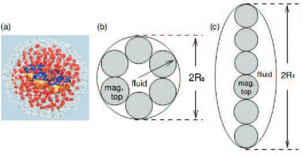 Figura 6: Diagrama esquem´atico do mecanismo magn´etico de entrega de medica¸c˜ao.(a) Estrutura t´ıpica de uma microc´apsula, contendo seis “topos” magn´eticos e “medica¸c˜ao”, com campo magn´etico nulo