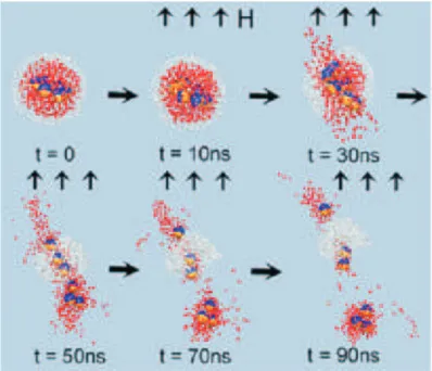 Figura 7: Evolu¸c˜ao temporal das microc´apsulas, ap´os sua configura¸c˜ao inicial a T = 300 K sem a aplica¸c˜ao do campo magn´etico