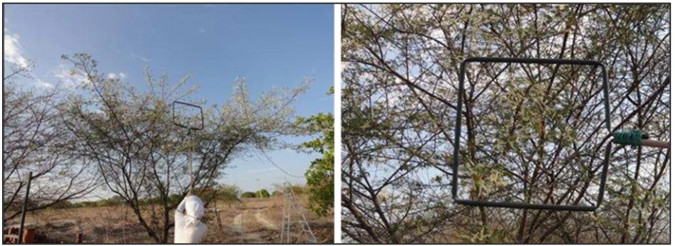 Figura 3  –  Medição do número de inflorescências por metro quadrado da copa de jurema preta  ( Mimosa tenuiflora ), Limoeiro do Norte, CE, 2012