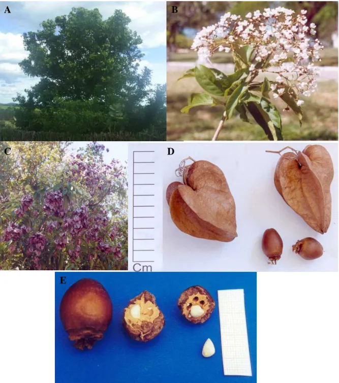 Figura 3. Aspecto geral da árvore de Cordia oncocalyx (A), inflorescência (B), infrutescência  (C),  cálice  acrescente  e  fruto  nuculanium  (D),  fruto  em  corte  longitudinal  e  transversal  mostrando a semente (E)