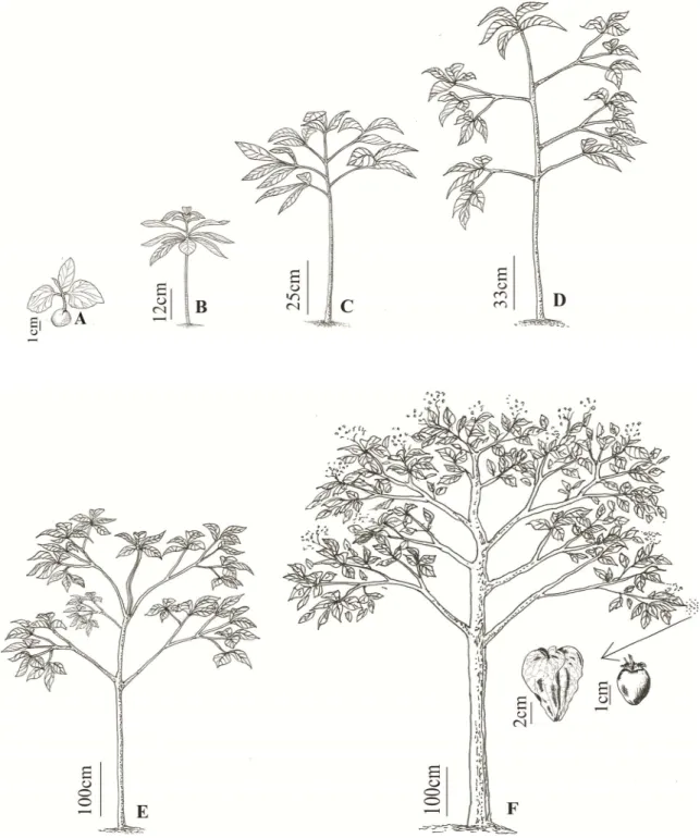 Figura  1.  Estádios  ontogenéticos  de  Cordia  oncocalyx  Allemão.  (A)  Plântula  com  cotilédones e primeiras folhas