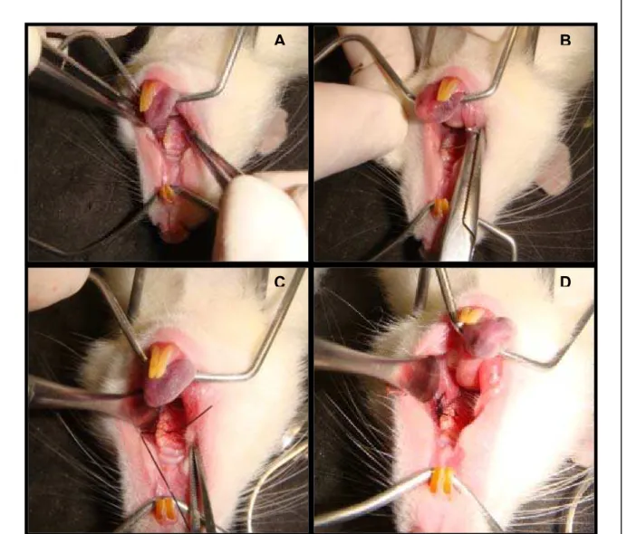 Figura 3:  Sequência de passos para realização da indução de periodontite em  segundo molar superior esquerdo em rato