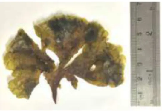 Figura  2  -  Macroalga  marinha  parda Lobophora  variegata  (J. V. Lamouroux) coletada  na  Praia  de  Paracuru  -  CE