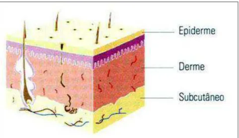 FIGURA  3  –   Estrutura  da  pele.  Pele  e  tecidos  subjacentes  podem  ser  divididos  em  três  grandes divisões: epiderme, derme, tecido subcutâneo