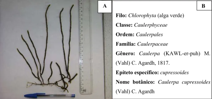 Figura 1: Aspecto macroscópico da Alga marinha Caulerpa cupressoides (A) e sua classificação  taxonômica (B) (JOLY, 1965)