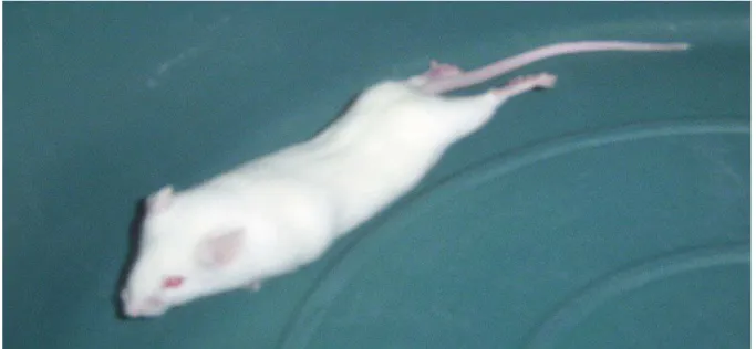 Figura 3: Aspecto de um camundongo apresentando contorção abdominal seguida por extensão  das patas posteriores induzida por ácido acético 0,8 % no ensaio de Contorções Abdominais.