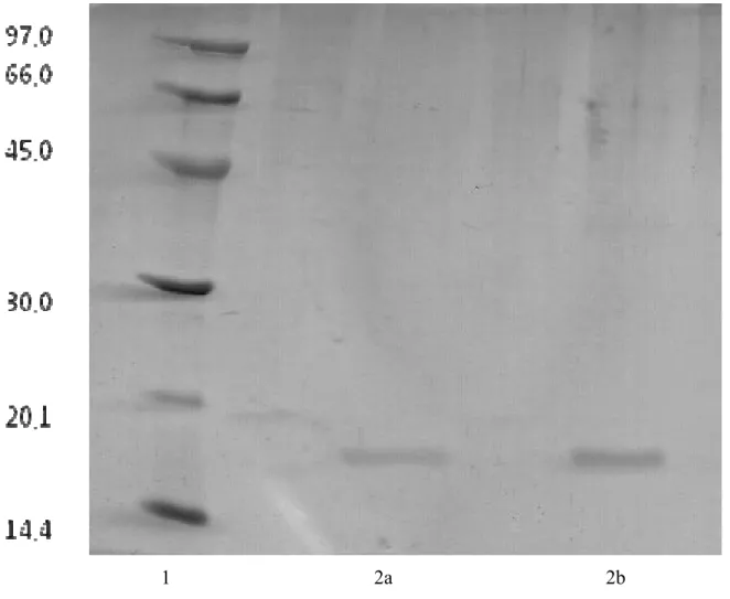 Figura 8: Eletroforese PAGE-SDS em presença de 2-mercaptoetanol da lectina da alga  C